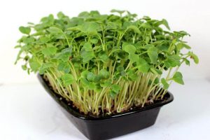 red radish microgreens