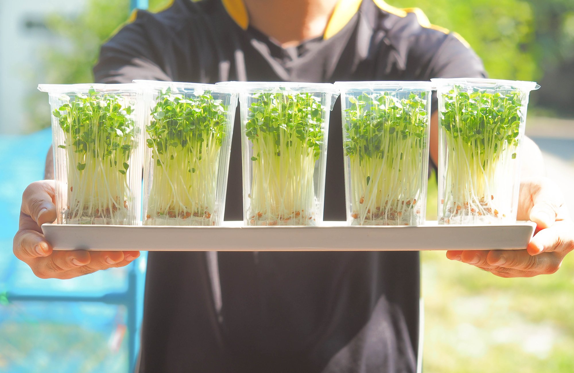 Grower holding a tray of five cups of fresh kaiware sprouts