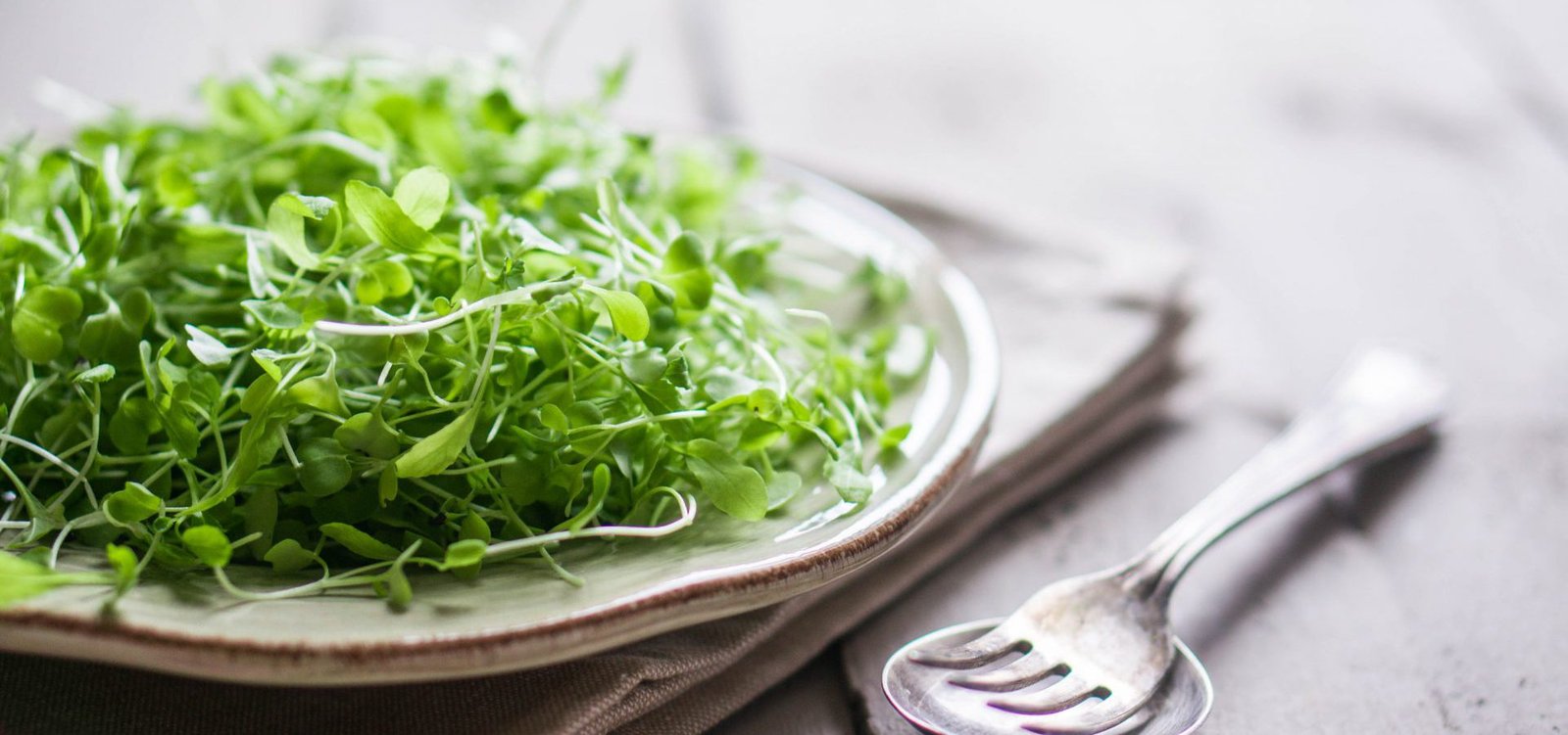 Microgreens garnishing a plated dish