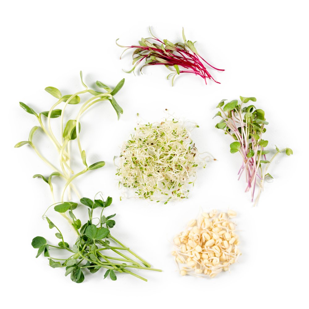 Assorted fresh microgreens and sprouts on white