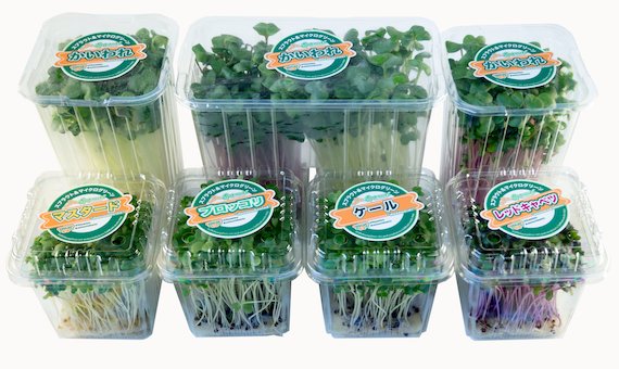 The full Dr.Sprouts microgreen product range on white