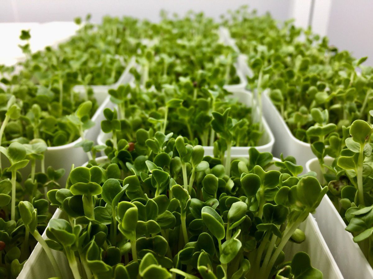 Microgreen under artificial light