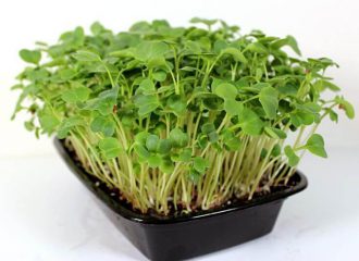 red radish microgreens