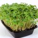 red radish microgreens