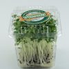 Broccoli sprouts