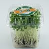 kale microgreen