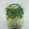 mustard microgreen