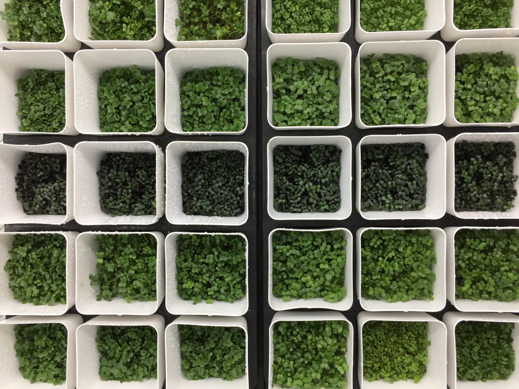 Microgreen growing in the lab