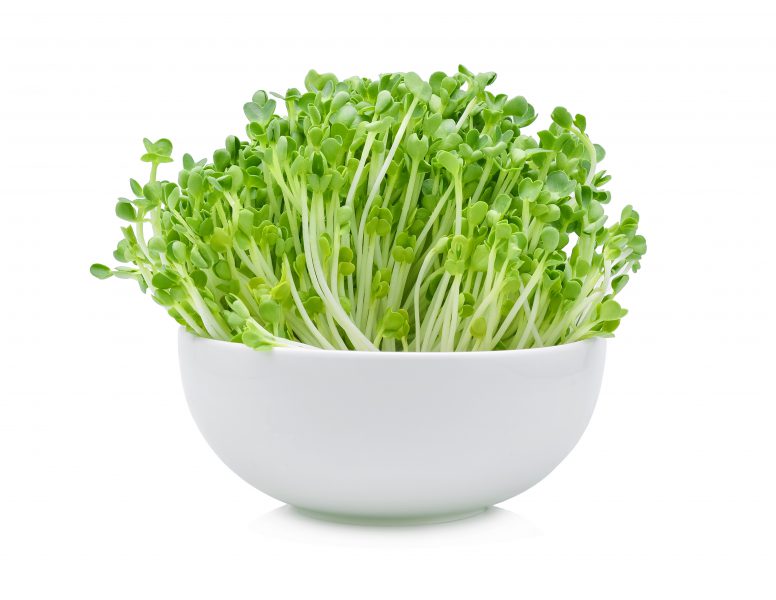 doctorsprouts Microgreen