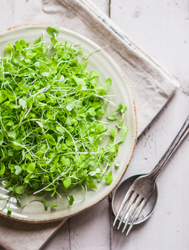 dr. sprouts & Microgreen