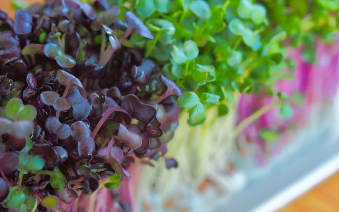 Dr. sprouts & microgreen